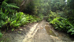 Boney Road Mud