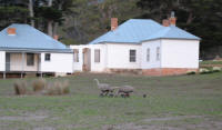 Cape Barren geese and family