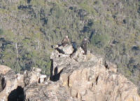 Wedge-tailed eagles Mt Oakleigh
