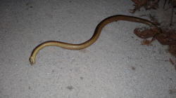 Snake on Road to Lavinia Beach