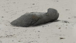 "Seal Rock" Lavinia Beach