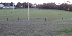 Wallabies on Footy Oval