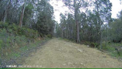 Goat in Distance on Jefferys Track