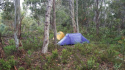 Bush Camp Near Derwent Bridge