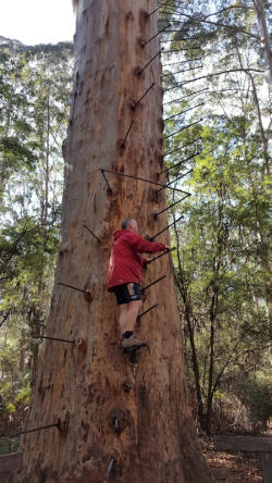 Matthew Climbing Gloucester Tree