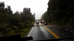 Fallen Tree Power Line Down