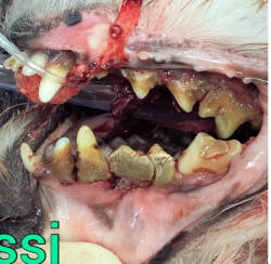 Flossi's Bad Teeth-2