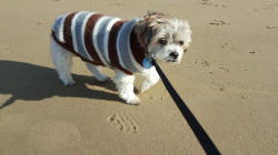 Flossi with coat on beach