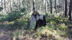 Stump Showing Start of Final Climb