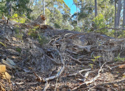 Fallen Tree