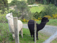 Alpacas near Glendevie