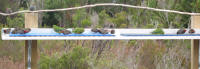 Orange-bellied parrots and beautiful firetails at Melaleuca