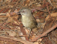 Brown scrubwren at Ketchem Bay